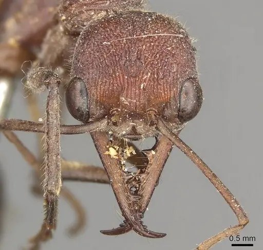 Myrmecia simillima - CASENT0915834