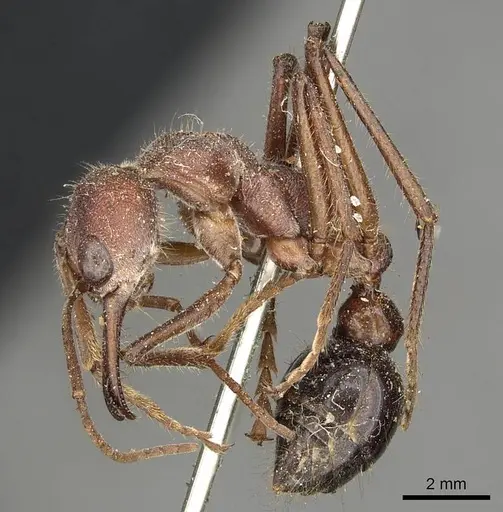 Myrmecia simillima - CASENT0915834