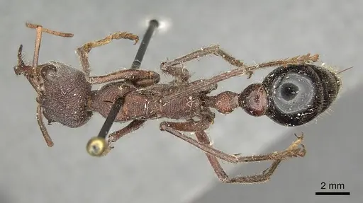 Myrmecia simillima - CASENT0915835