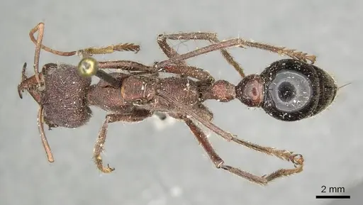 Myrmecia simillima - CASENT0915835