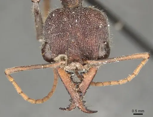 Myrmecia simillima - CASENT0915835