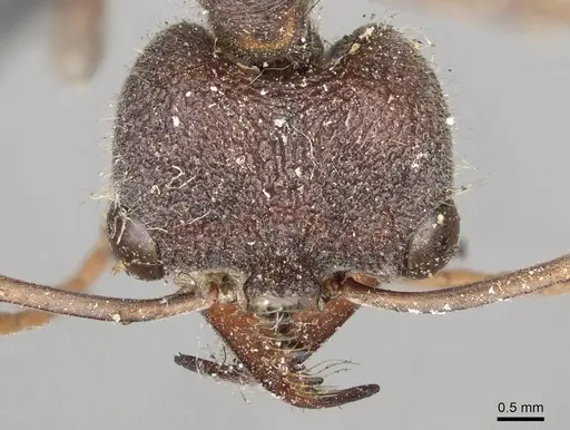 Myrmecia simillima - CASENT0915835