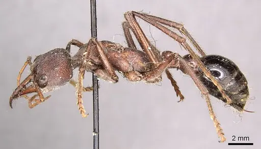 Myrmecia simillima - CASENT0915835