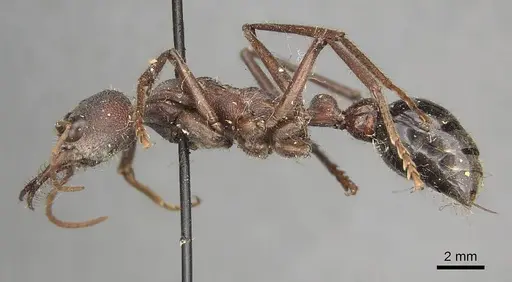 Myrmecia simillima - CASENT0915835