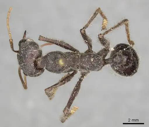 Myrmecia simillima - CASENT0915836