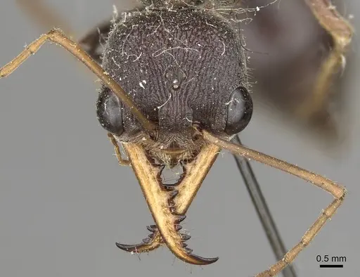 Myrmecia simillima - CASENT0915836