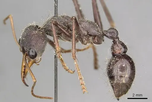 Myrmecia simillima - CASENT0915836