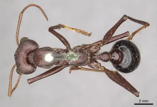 Myrmecia simillima - CASENT0915837
