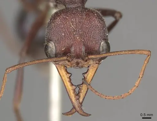 Myrmecia simillima - CASENT0915837