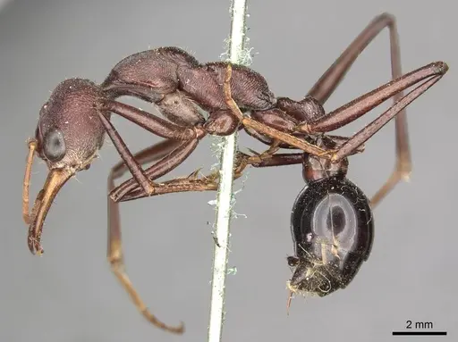 Myrmecia simillima - CASENT0915837