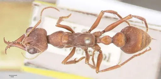 Myrmecia subfasciata specimen