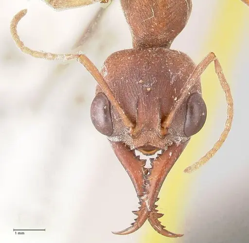 Myrmecia subfasciata specimen