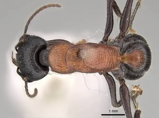 Myrmecia swalei specimen