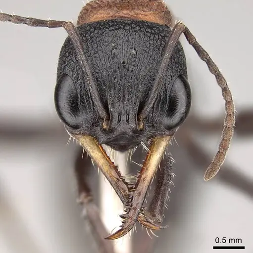 Myrmecia swalei specimen