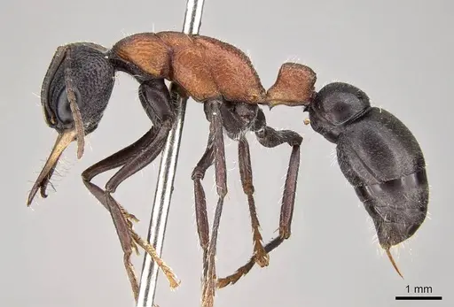 Myrmecia swalei specimen