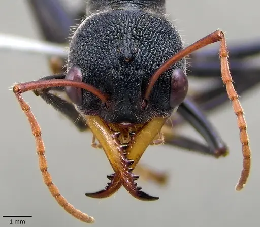 Myrmecia tarsata specimen