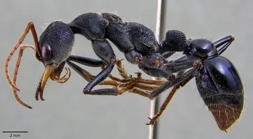 Myrmecia tarsata specimen