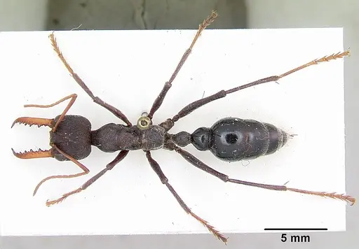 Myrmecia tarsata - CASENT0103242