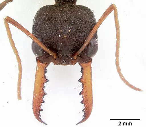 Myrmecia tarsata - CASENT0103242