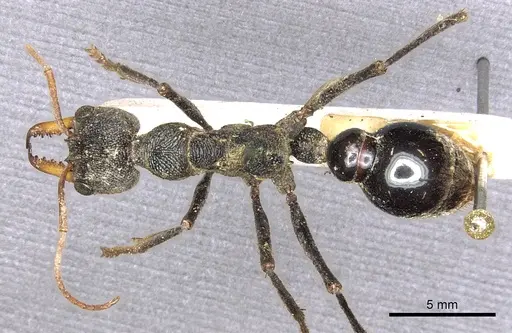 Myrmecia tarsata - CASENT0902785