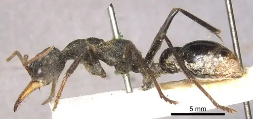 Myrmecia tarsata - CASENT0902785