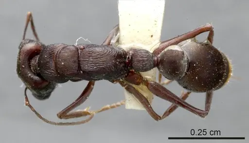Myrmecia tepperi specimen