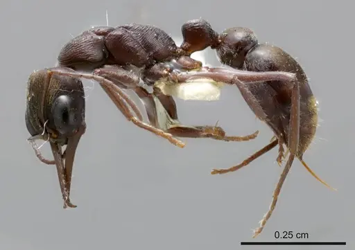 Myrmecia tepperi specimen