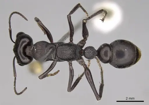 Myrmecia tepperi - CASENT0914035