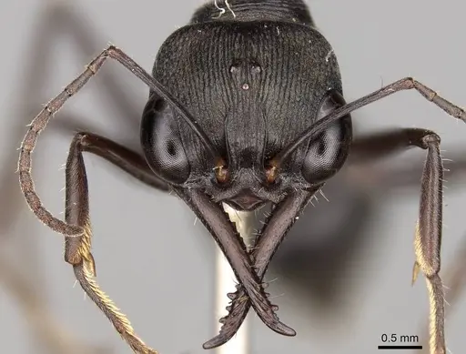 Myrmecia tepperi - CASENT0914035