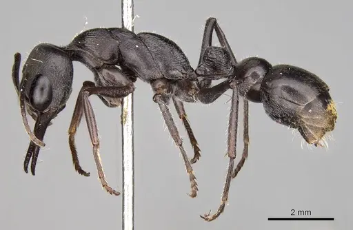 Myrmecia tepperi - CASENT0914035