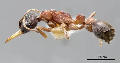 Myrmecia testaceipes specimen
