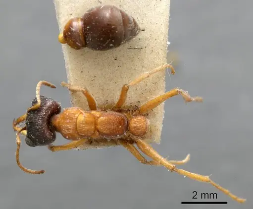 Myrmecia testaceipes - ANTWEB1008295