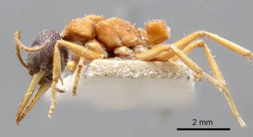 Myrmecia testaceipes - ANTWEB1008295