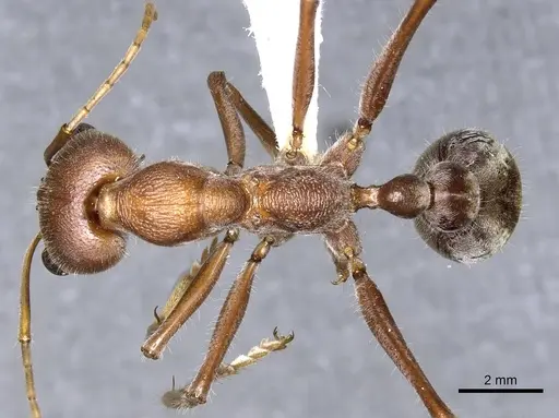 Myrmecia tridentata specimen