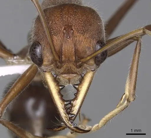Myrmecia tridentata specimen