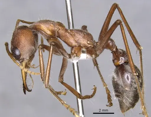 Myrmecia tridentata specimen