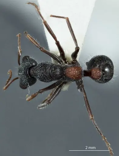 Myrmecia urens specimen