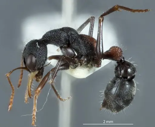 Myrmecia urens specimen