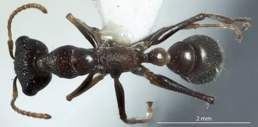 Myrmecia urens - JDM32-002547