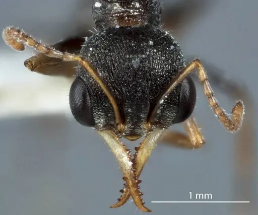 Myrmecia urens - JDM32-002547