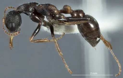 Myrmecia urens - JDM32-002547