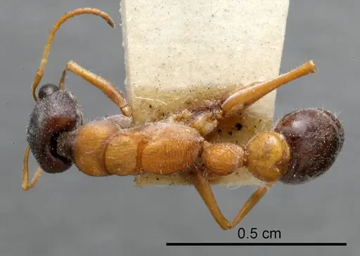 Myrmecia varians specimen