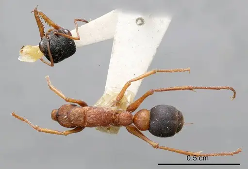 Myrmecia varians - ANTWEB1008296