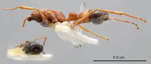 Myrmecia varians - ANTWEB1008296