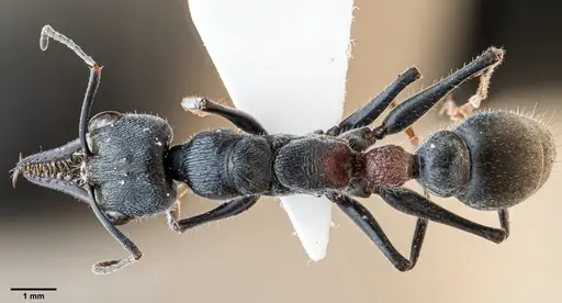 Myrmecia varians - ANTWEB1060652