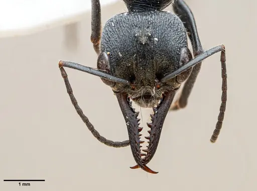 Myrmecia varians - ANTWEB1060652