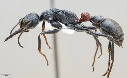 Myrmecia varians - ANTWEB1060652