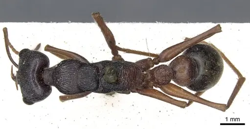Myrmecia varians - CASENT0902804