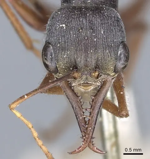 Myrmecia varians - CASENT0902804