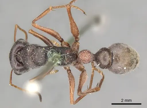 Myrmecia varians - CASENT0915838